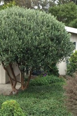 Pineapple Guava - Feijoa Sellowiana - 3 Gallon Pot 13 Pineapple Guava - Feijoa Sellowiana - 3 Gallon Pot -Wilson Bros Gardens Pineapple Guava Tree 21 1