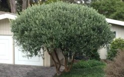 Pineapple Guava - Feijoa Sellowiana - 3 Gallon Pot 16 Pineapple Guava - Feijoa Sellowiana - 3 Gallon Pot -Wilson Bros Gardens Pineapple Guava Tree 22 1