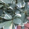 Variegated Pittosporum - Japanese Mock Orange - 1 Gallon Pot