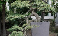 Variegated Pittosporum - Japanese Mock Orange - 1 Gallon Pot -Wilson Bros Gardens Pittosporum Variegated Bonsai 1