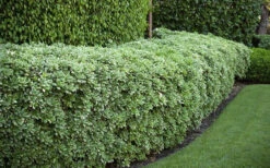 Variegated Pittosporum - Japanese Mock Orange - 1 Gallon Pot -Wilson Bros Gardens Pittosporum variegated 50 1