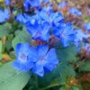 Hardy Blue Plumbago (Ceratostigma Plumbaginoides) - 12 Pack Of Quart Pots