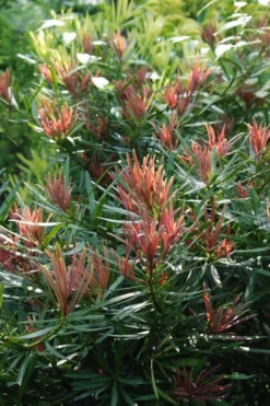 Emerald Flame Podocarpus Macrophyllus (Japanese Yew) - 7 Gallon Pot 7 Emerald Flame Podocarpus Macrophyllus (Japanese Yew) - 7 Gallon Pot -Wilson Bros Gardens Podocarpus Emerald Flame 1