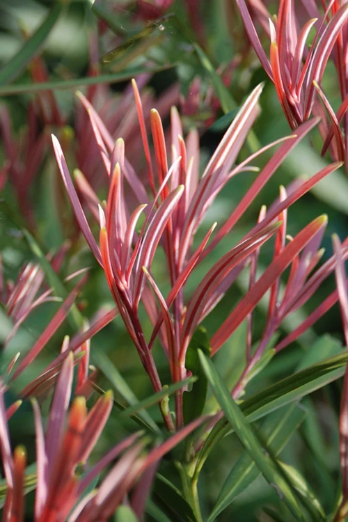 Emerald Flame Podocarpus Macrophyllus (Japanese Yew) - 7 Gallon Pot 1 Emerald Flame Podocarpus Macrophyllus (Japanese Yew) - 7 Gallon Pot
