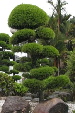 Podocarpus Macrophyllus Upright Yew - 1 Gallon Pot -Wilson Bros Gardens Podocarpus Upright Yew 10