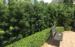 Podocarpus Macrophyllus Upright Yew - 1 Gallon Pot -Wilson Bros Gardens Podocarpus Upright Yew 12