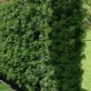 Podocarpus Macrophyllus Upright Yew - 1 Gallon Pot
