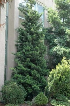 Podocarpus Macrophyllus Upright Yew - 1 Gallon Pot -Wilson Bros Gardens Podocarpus Upright Yew 500x750 1