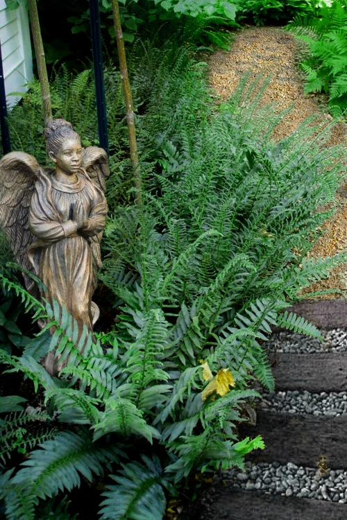 Christmas Fern (Polystichum Acrostichoides) - 1 Gallon Pot 1 Christmas Fern (Polystichum Acrostichoides) - 1 Gallon Pot