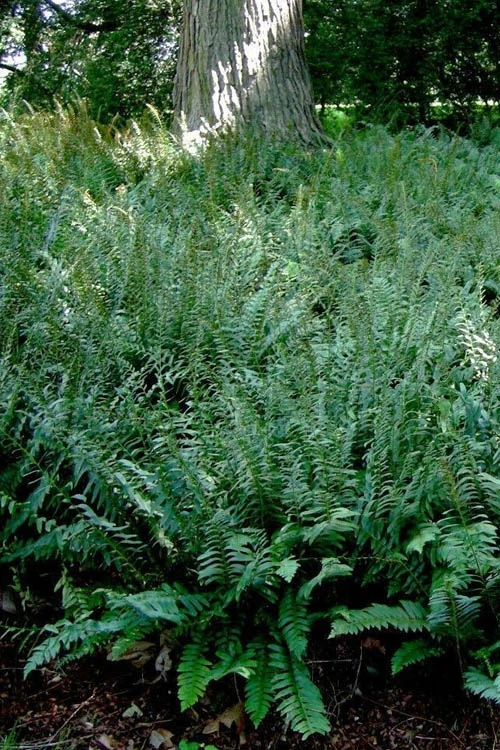 Christmas Fern (Polystichum Acrostichoides) - 1 Gallon Pot 8 Christmas Fern (Polystichum Acrostichoides) - 1 Gallon Pot - Image 8