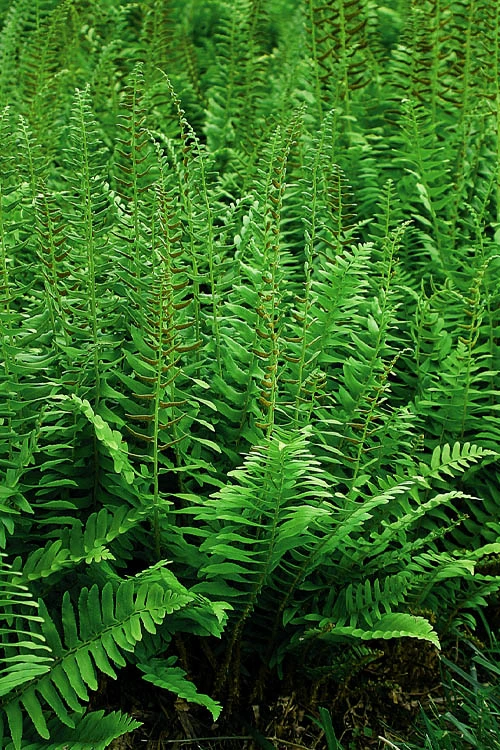 Christmas Fern (Polystichum Acrostichoides) - 1 Gallon Pot 11 Christmas Fern (Polystichum Acrostichoides) - 1 Gallon Pot - Image 11