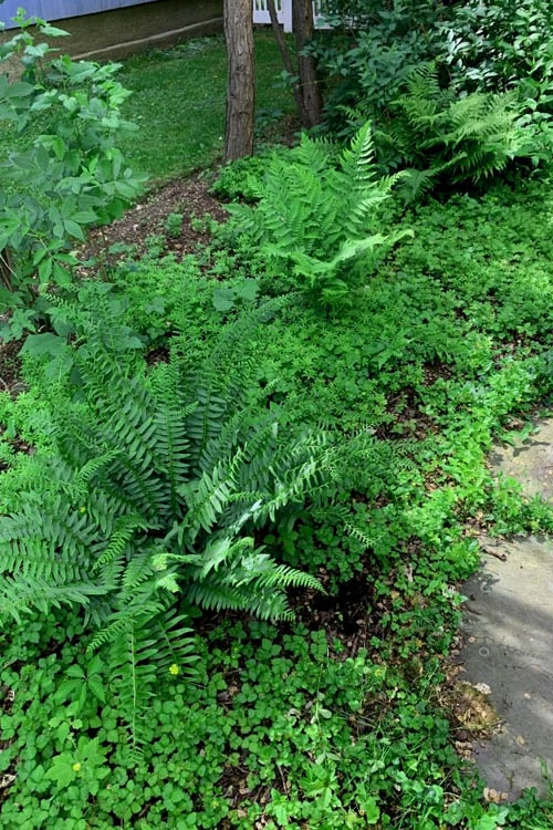 Christmas Fern (Polystichum Acrostichoides) -5 Pack Of Quart Pots 9 Christmas Fern (Polystichum Acrostichoides) -5 Pack Of Quart Pots - Image 9