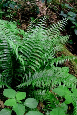 Christmas Fern (Polystichum Acrostichoides) -5 Pack Of Quart Pots 21 Christmas Fern (Polystichum Acrostichoides) -5 Pack Of Quart Pots -Wilson Bros Gardens Polystichum acrostichoides christmas fern 28