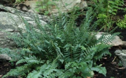 Christmas Fern (Polystichum Acrostichoides) - 1 Gallon Pot 23 Christmas Fern (Polystichum Acrostichoides) - 1 Gallon Pot -Wilson Bros Gardens Polystichum acrostichoides christmas fern 29 1