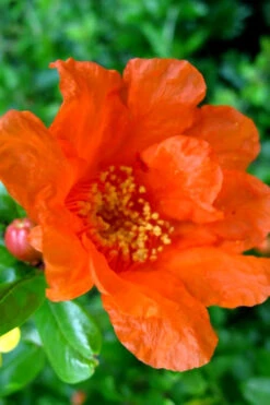 Russian Whopper Cold Hardy Pomegranate - 3 Gallon Pot -Wilson Bros Gardens Pomegranate Russian 26 11 5