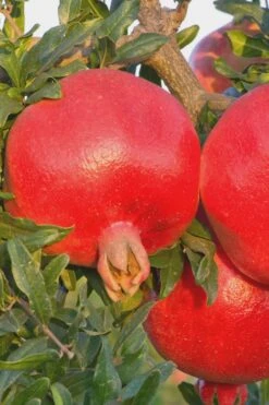 Salavatski Cold Hardy Russian Pomegranate - 3 Gallon Pot -Wilson Bros Gardens Pomegranate Russian 26 Rev 500x750 1