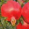 Russian 26 Cold Hardy Pomegranate - 3 Gallon Pot