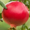 Salavatski Cold Hardy Russian Pomegranate - 1 Gallon Pot