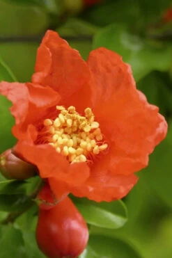 Salavatski Cold Hardy Russian Pomegranate - 1 Gallon Pot 10 Salavatski Cold Hardy Russian Pomegranate - 1 Gallon Pot -Wilson Bros Gardens Pomegranate Salavatski 3 1