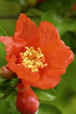 Salavatski Cold Hardy Russian Pomegranate - 3 Gallon Pot -Wilson Bros Gardens Pomegranate Salavatski 3