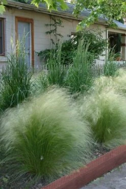 Pony Tails Mexican Feather Grass (Stipa Tennuissima) - 3 Pack Of Quart Pots -Wilson Bros Gardens Ponytails Grass Mexican Feather Rev 500x750 3