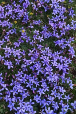 County Park Pratia (Blue Star Creeper) - 10 Pack Of 4" Pots -Wilson Bros Gardens Pratia Country Park Blue Star Creeper 4