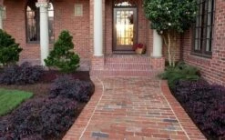 Purple Pixie Loropetalum - 6 Pack Of 1 Gallon Pots -Wilson Bros Gardens Purple Pixie Loropetalum Border 1