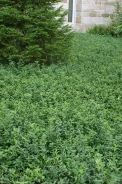 Purple Wintercreeper (Euonymus Fortunei 'Coloratus') - 36 Pack Of Pint Pots -Wilson Bros Gardens Purple Wintercreeper 5