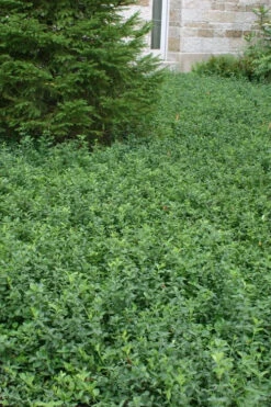 Purple Wintercreeper - Euonymus Fortunei Coloratus - 18 Count Flat Of Pint Pots -Wilson Bros Gardens Purple Wintercreeper 5 5