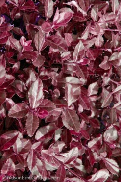Purple Wintercreeper - Euonymus Fortunei Coloratus - 10 Pack Of Pint Pots -Wilson Bros Gardens Purple Wintercreeper 7 1