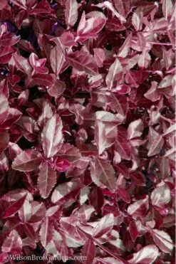 Purple Wintercreeper (Euonymus Fortunei 'Coloratus') - 6 Pack Of Pint Pots -Wilson Bros Gardens Purple Wintercreeper 7 2
