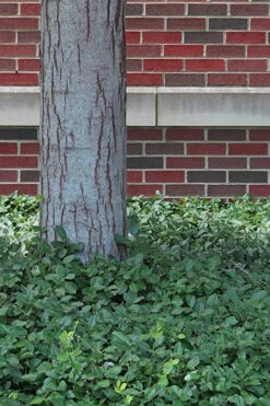 Purple Wintercreeper - Euonymus Fortunei Coloratus - 10 Pack Of Pint Pots -Wilson Bros Gardens Purple Wintercreeper 8 1