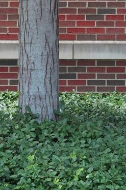 Purple Wintercreeper (Euonymus Fortunei 'Coloratus') - 72 Pack Of Pint Pots -Wilson Bros Gardens Purple Wintercreeper 8 4