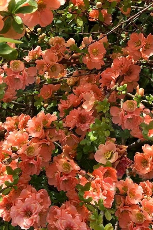 Cameo Flowering Quince - 1 Gallon Pot 1 Cameo Flowering Quince - 1 Gallon Pot