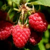 Heritage Raspberry - 1 Gallon Pot