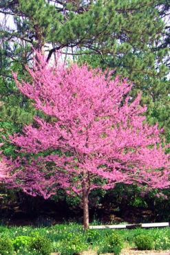 Carolina Sweetheart Eastern Redbud Tree - 3 Gallon Pot 14 Carolina Sweetheart Eastern Redbud Tree - 3 Gallon Pot -Wilson Bros Gardens Redbud Carolina Sweetheart 14