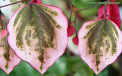 Carolina Sweetheart Eastern Redbud Tree - 3 Gallon Pot 12 Carolina Sweetheart Eastern Redbud Tree - 3 Gallon Pot -Wilson Bros Gardens Redbud Carolina Sweetheart 9