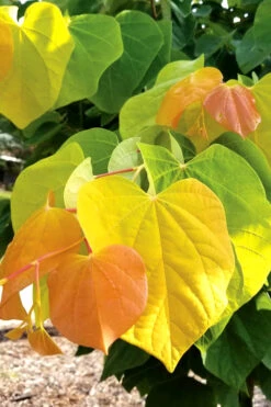 The Rising Sun Redbud Tree - 2 Gallon Pot