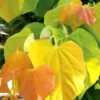 The Rising Sun Redbud Tree - 5 Gallon Pot (3-4')
