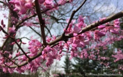 The Rising Sun Redbud Tree - 2 Gallon Pot -Wilson Bros Gardens Redbud Rising Sun 31