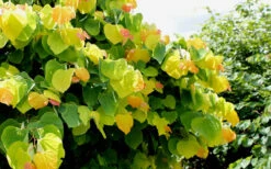 The Rising Sun Redbud Tree - 7 Gallon Pot (5-6') -Wilson Bros Gardens Redbud Rising Sun 33 6