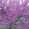Eastern Redbud - 1 Gallon Pot