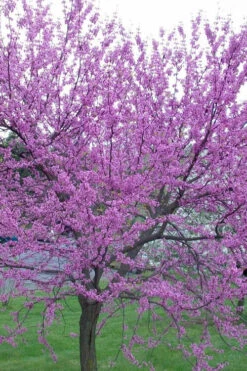 Eastern Redbud - 7 Gallon Pot (6-7')