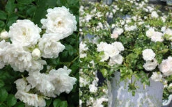 White Drift Rose - 1 Gallon Pot -Wilson Bros Gardens Ride White Drift Blooms 3
