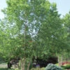 River Birch Tree (Betula Nigra) - 3 Gallon Pot (Multi Trunk) - (6-7')