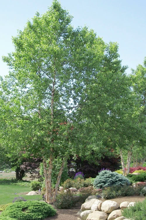 River Birch Tree (Betula Nigra) - 3 Gallon Pot (Multi Trunk) - (6-7') 1 River Birch Tree (Betula Nigra) - 3 Gallon Pot (Multi Trunk) - (6-7')