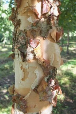 River Birch Tree (Betula Nigra) - 3 Pack Of 1.5 Quart Pots 9 River Birch Tree (Betula Nigra) - 3 Pack Of 1.5 Quart Pots -Wilson Bros Gardens River Birch 12 1