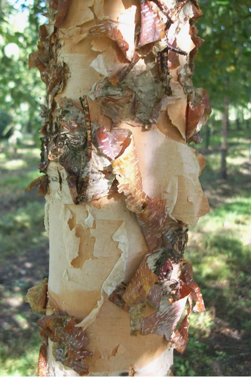 River Birch Tree (Single Trunk) - 3 Gallon Pot (3-4') 4 River Birch Tree (Single Trunk) - 3 Gallon Pot (3-4') - Image 4