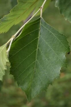 River Birch Tree (Betula Nigra) - 3 Pack Of 1.5 Quart Pots 10 River Birch Tree (Betula Nigra) - 3 Pack Of 1.5 Quart Pots -Wilson Bros Gardens River Birch 13 1