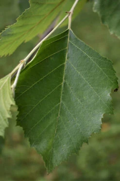 River Birch Tree (Multi Trunk) - 2 Gallon Pot -Wilson Bros Gardens River Birch 13 3